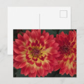 Dahlia Briefkaart (Voorkant / Achterkant)