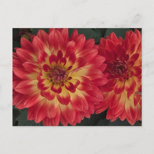 Dahlia Briefkaart (Voorkant)