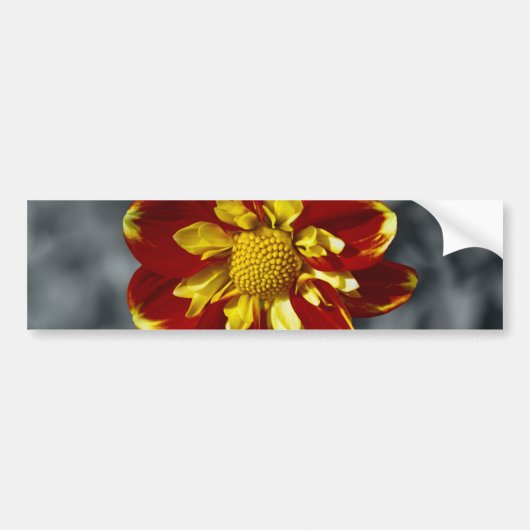 Dahlia Bumpersticker (Voorkant)