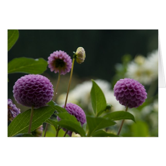 Dahlia Card (Voorkant Horizontaal)