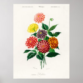 Dahlia Charles Dessalines D' Orbigny  Boek Poster
