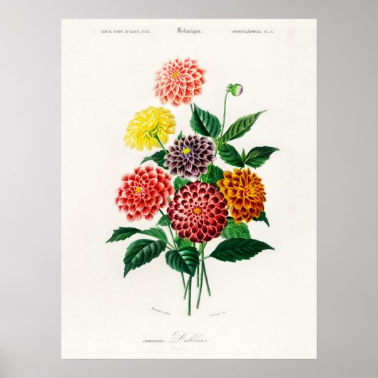 Dahlia Charles Dessalines D' Orbigny  Boek Poster (Voorkant)