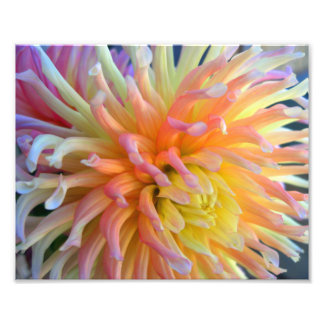 Dahlia Close 10x8 Foto Afdruk
