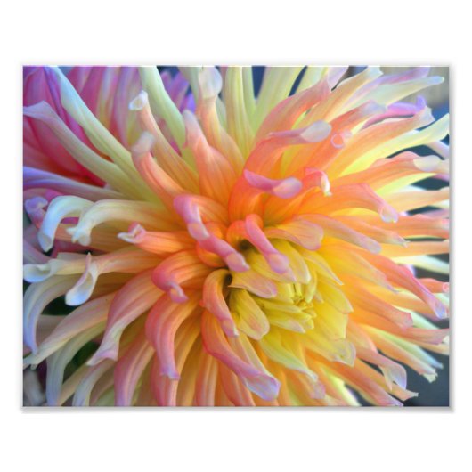 Dahlia Close 10x8 Foto Afdruk (Voorkant)