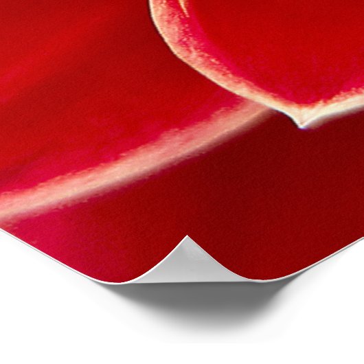 Dahlia Closeup Poster (Hoek)