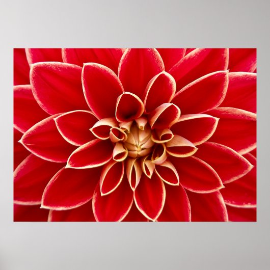 Dahlia Closeup Poster (Voorkant)