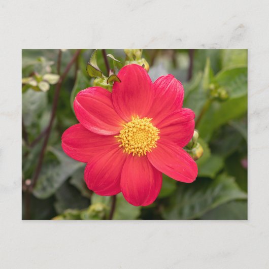 Dahlia Coccinea Briefkaart (Voorkant)