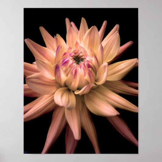 Dahlia Corona Cream Poster (Voorkant)