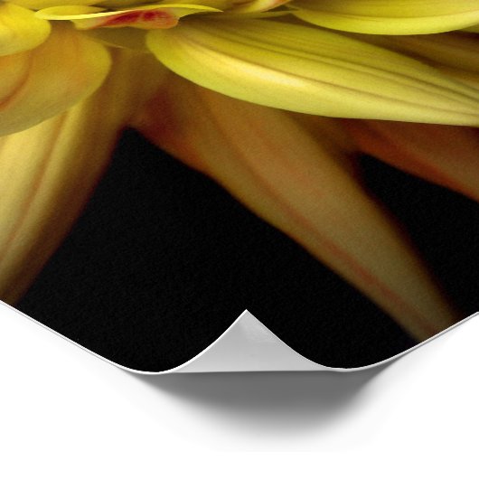 Dahlia Corona Yellow Poster (Hoek)