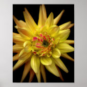 Dahlia Corona Yellow Poster (Voorkant)