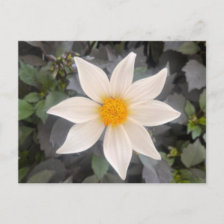 Dahlia Dahelgria Witte Enkele Bloem Briefkaart