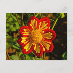 Dahlia, dahlia boerderij, Canby, Oregon, VS 1 Briefkaart