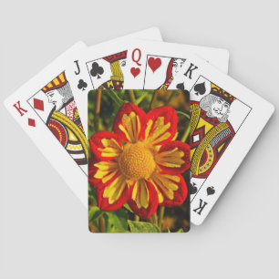 Dahlia, dahlia boerderij, Canby, Oregon, VS 1 Pokerkaarten