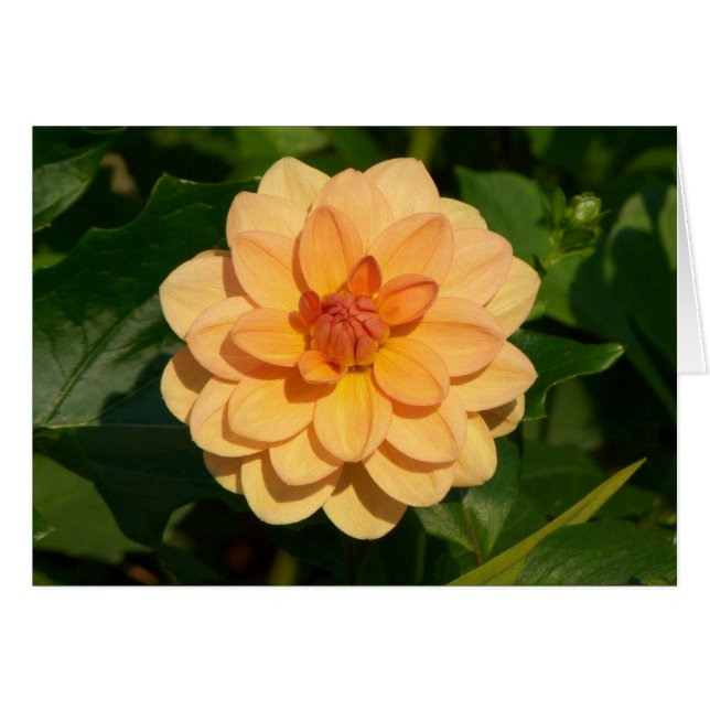 Dahlia "David Howard" (Voorkant Horizontaal)