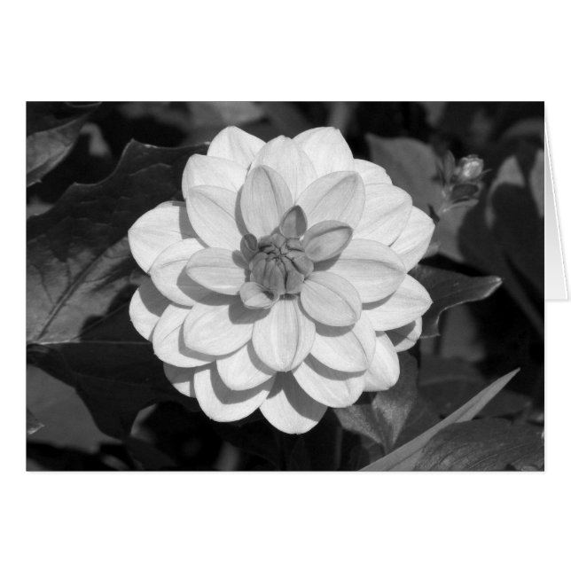Dahlia 'David Howard' B&W (Voorkant Horizontaal)
