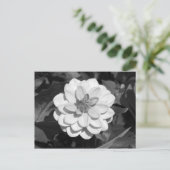 Dahlia 'David Howard' B&W Briefkaart (Staand voorkant)