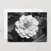 Dahlia 'David Howard' B&W Briefkaart (Voorkant / Achterkant)
