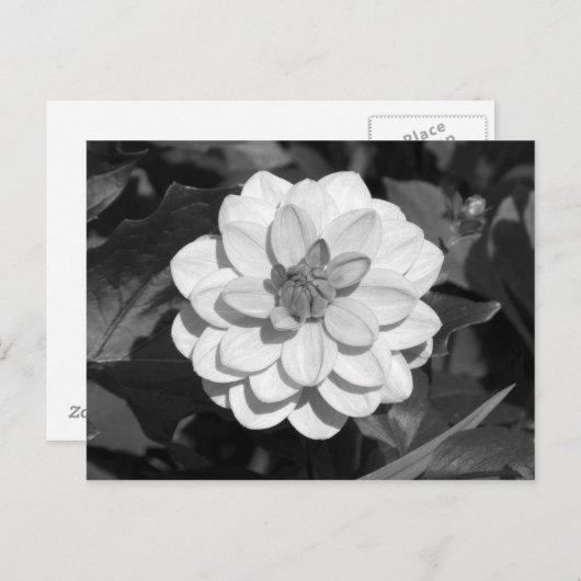 Dahlia 'David Howard' B&W Briefkaart (Voorkant / Achterkant)