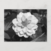 Dahlia 'David Howard' B&W Briefkaart (Voorkant)