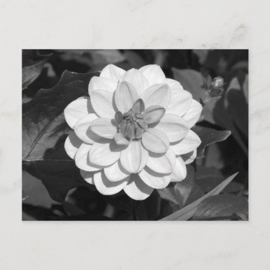 Dahlia 'David Howard' B&W Briefkaart (Voorkant)