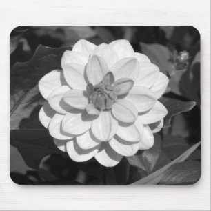 Dahlia 'David Howard' B&W Muismat