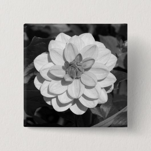 Dahlia 'David Howard' B&W Vierkante Button 5,1 Cm (Voorkant)