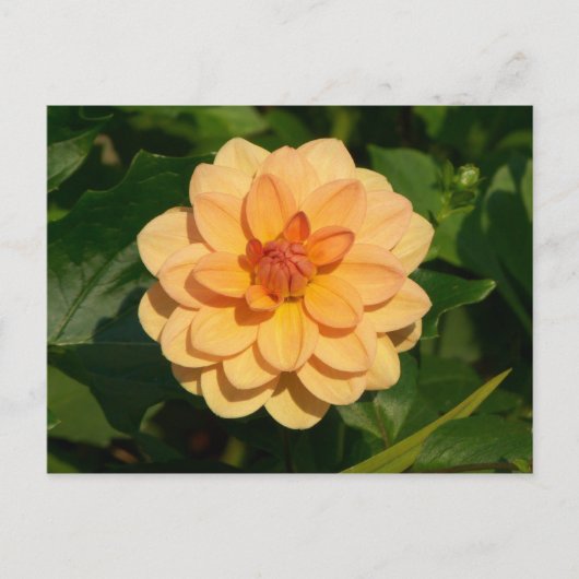 Dahlia "David Howard" Briefkaart (Voorkant)