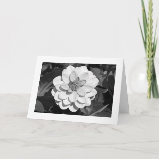Dahlia 'David Howard' (grens) B&W Kaart (Voorkant)