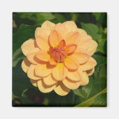 Dahlia "David Howard" Magneet (Voorkant)