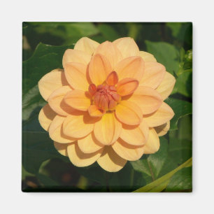 Dahlia "David Howard" Magneet