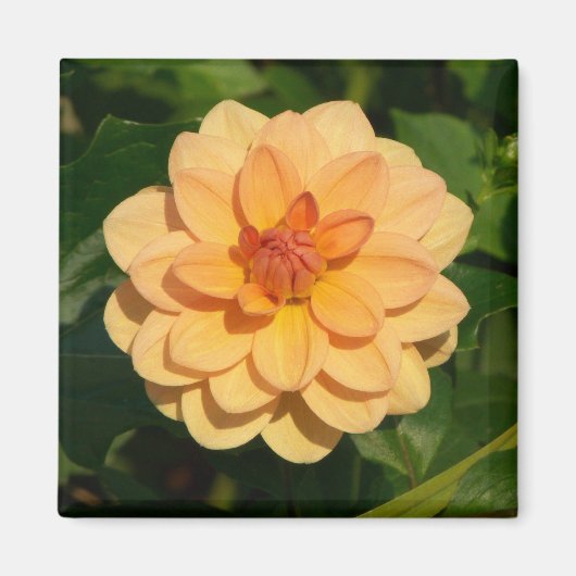 Dahlia "David Howard" Magneet (Voorkant)