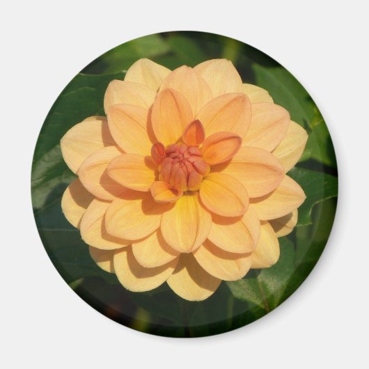 Dahlia "David Howard" Magneet (Voorkant)