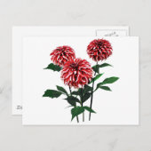 Dahlia de Kerstman Feestdagenkaart (Voorkant / Achterkant)