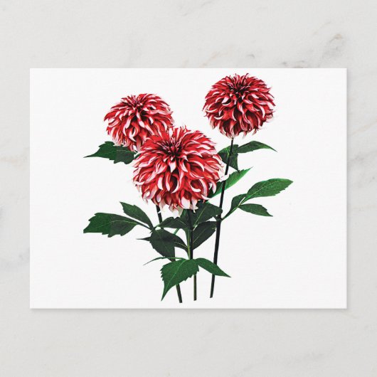 Dahlia de Kerstman Feestdagenkaart (Voorkant)