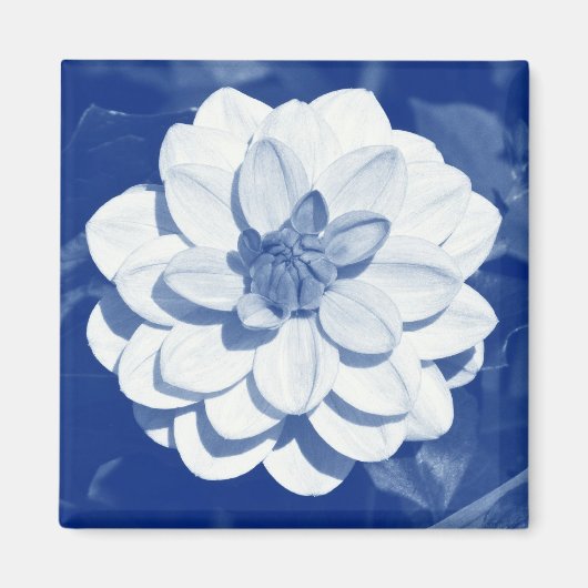 Dahlia - Digitaal cyanotype Magneet (Voorkant)