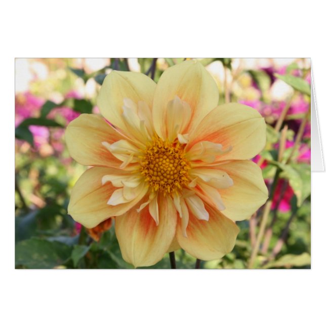 Dahlia, E Z Duzzit 2 (Voorkant Horizontaal)