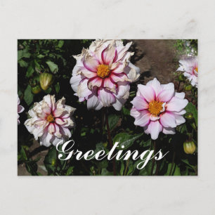 Dahlia Edge of Joy #1 Briefkaart