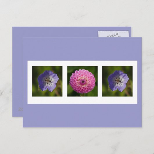 Dahlia en Geranium Briefkaart (Voorkant / Achterkant)