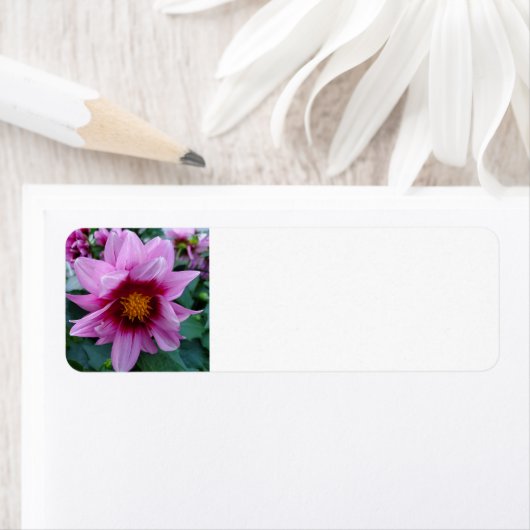 Dahlia Etiket (Insitu)