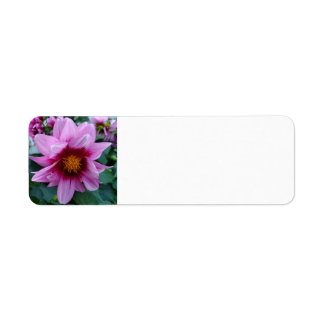 Dahlia Etiket