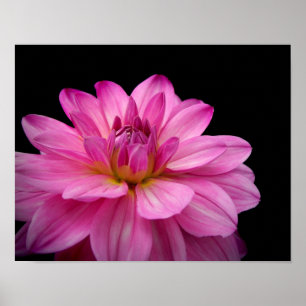 Dahlia Figurine Pink Poster