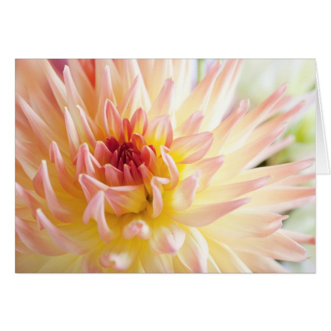 Dahlia Flower (Voorkant Horizontaal)
