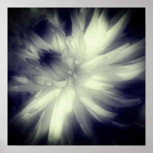 Dahlia Flower Black en White High Contrast Poster