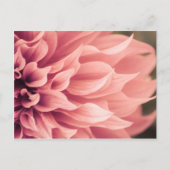 Dahlia Flower Blossom Briefkaart (Voorkant)