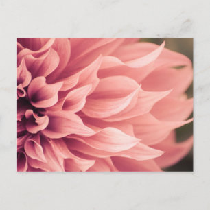 Dahlia Flower Blossom Briefkaart
