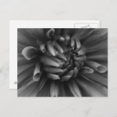 Dahlia Flower Briefkaart (Voorkant / Achterkant)