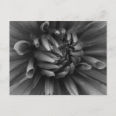 Dahlia Flower Briefkaart (Voorkant)