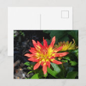 Dahlia flower briefkaart (Voorkant / Achterkant)