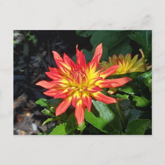 Dahlia flower briefkaart (Voorkant)