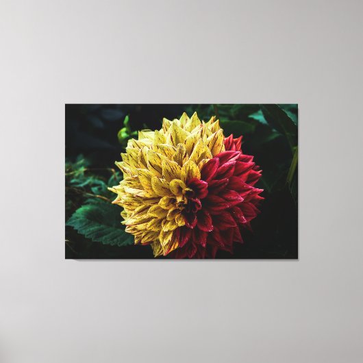 Dahlia flower canvas afdruk (Voorkant)